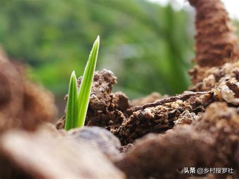 種蘭花材料|養蘭花新手入門，手把手教你如何配製植料